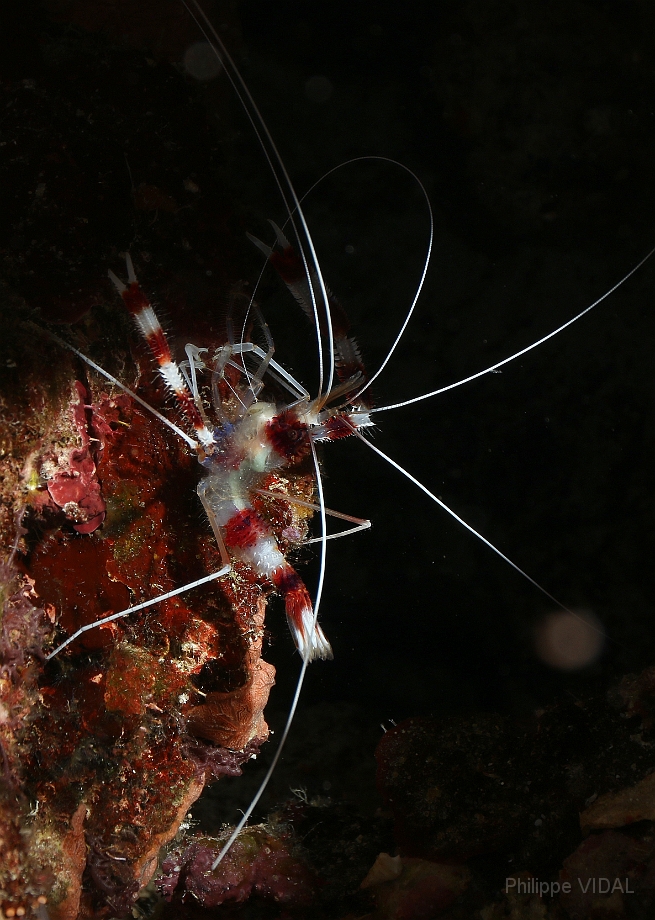 Raja Ampat 2016 - Stenopus hispidus - Banded coral shrimp - Grande crevette nettoyeuse - IMG_4194_rc.jpg